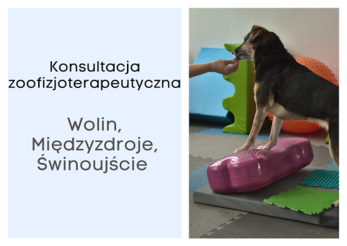 konsultacja zoofizjoterapeutyczna.png