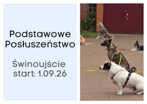 Podstawowe Posłuszeństwo ŚWINOUJŚCIE