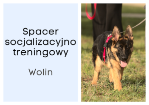 Spacer socjalizacyjny z el. posłuszeństwa WOLIN 