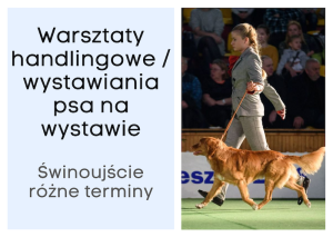 Warsztaty HANDLINGOWE - wystawianie psa na wystawie ŚWINOUJŚCIE - wybierz termin 